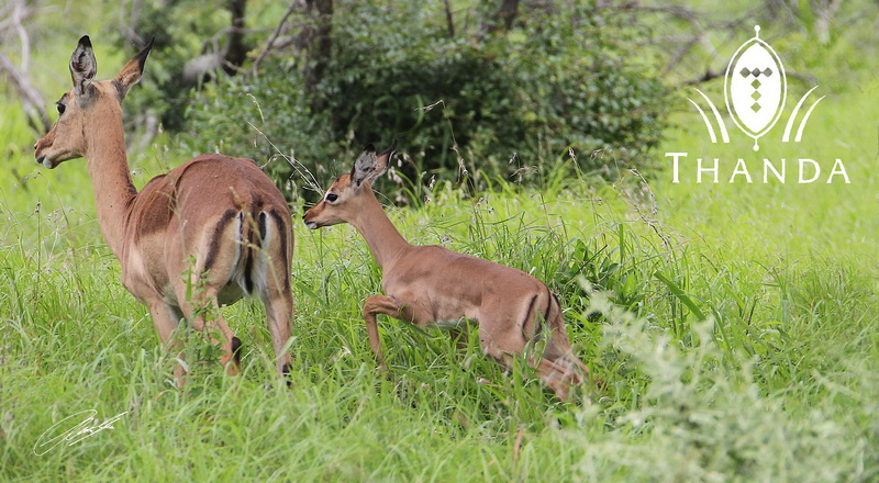 20121118 - CS2_0068 - E - SIG