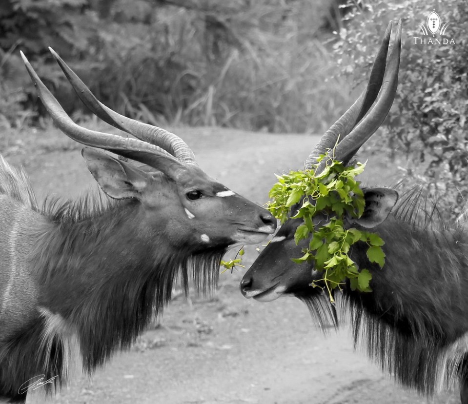 20121203 - CS2_2272 - E S CSP