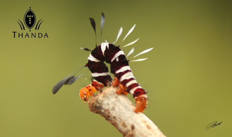 20130101 - CS2_6038 - E - SIG