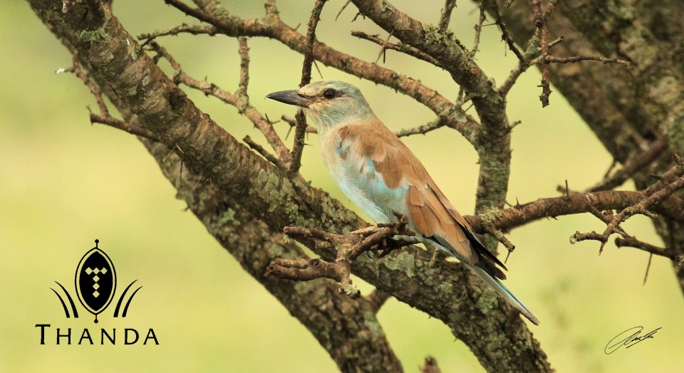 20130115 - CS2_7453 - E - SIG