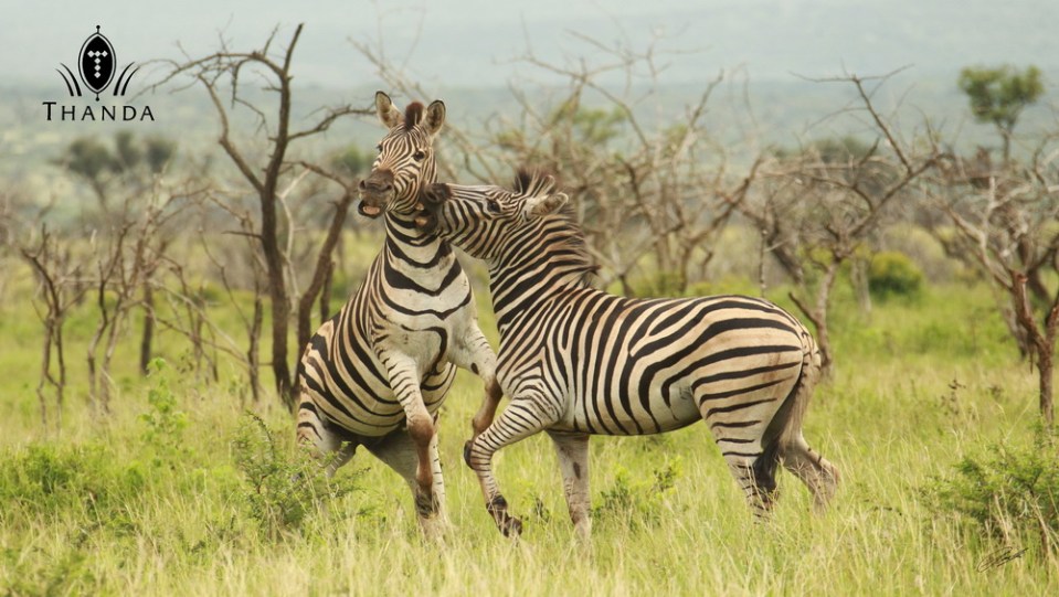 20130121 - CS2_8510 - E - SIG