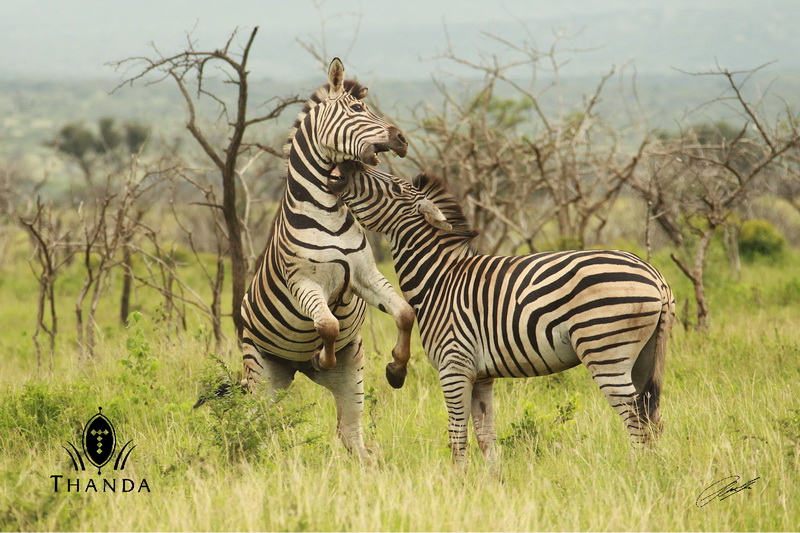 20130121 - CS2_8511 - E - SIG