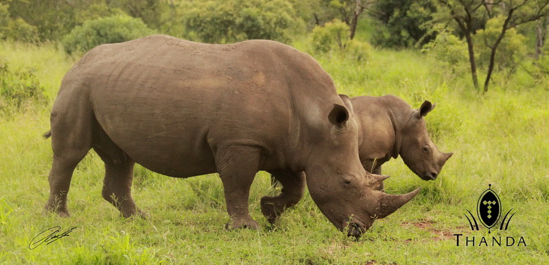 20130127 - CS2_9228 - E - SIG