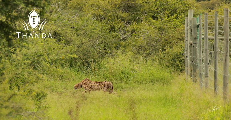 20130128 - CS2_9929 - E - SIG