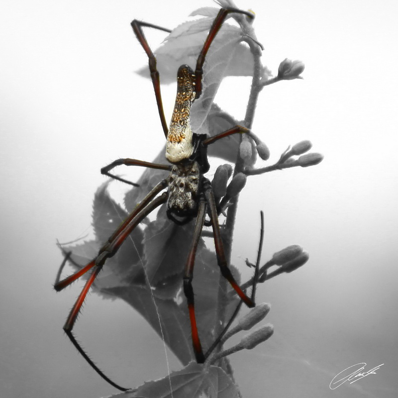 20130129 - CS2_0113 - E - SIG