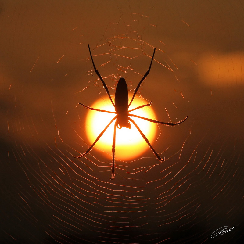 20130131 - CS1_9277 - E - SIG