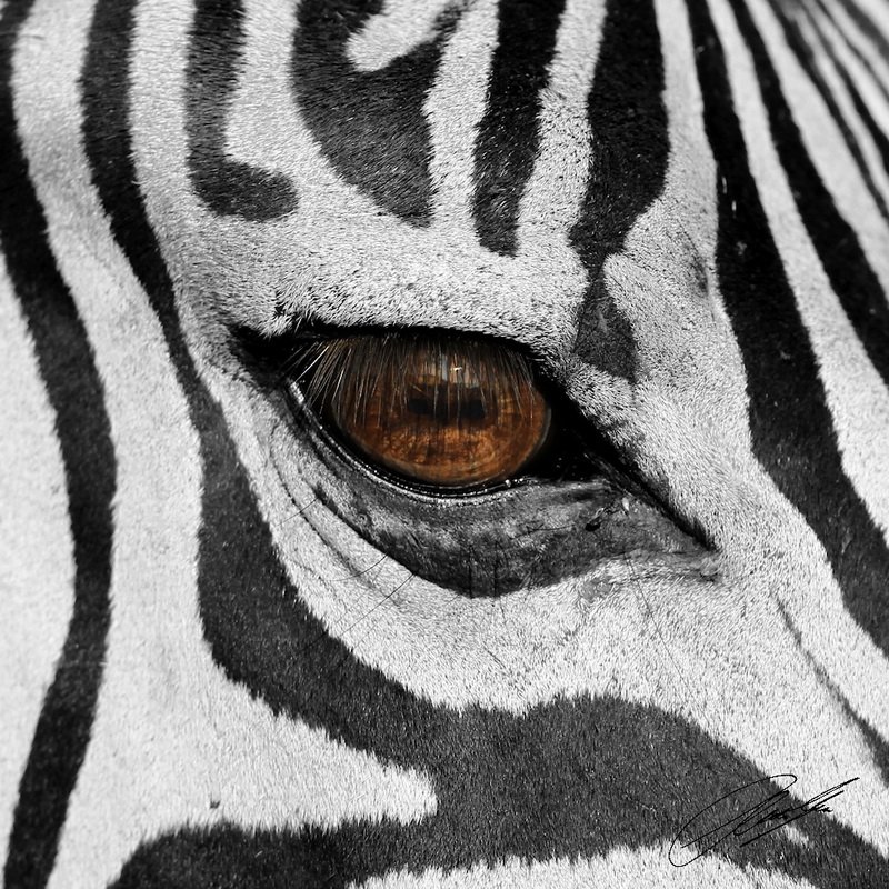 20130131 - CS3_8349 - E - SIG