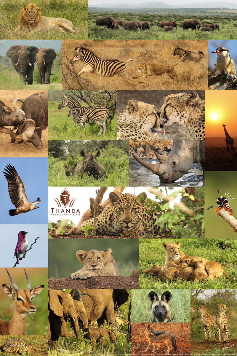 Thanda 2012 Poster - 450 x 600 - SIG