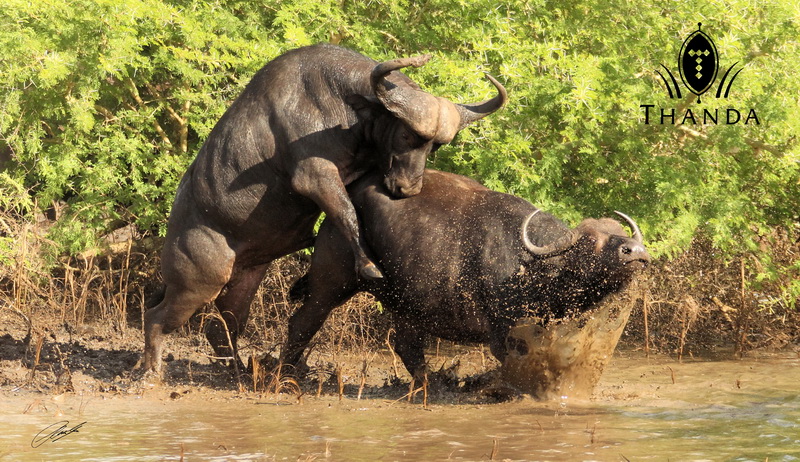 20130228 - CS2_4665 - SIG