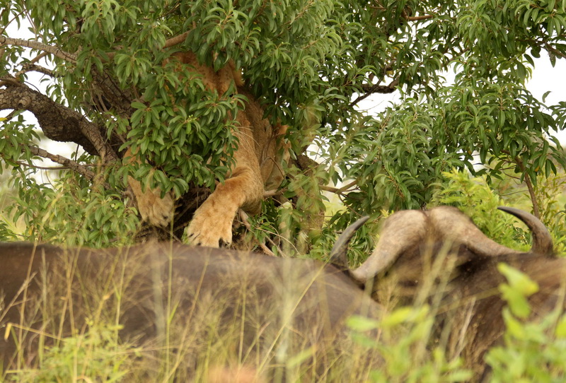 20130304 - CS2_5620 - E