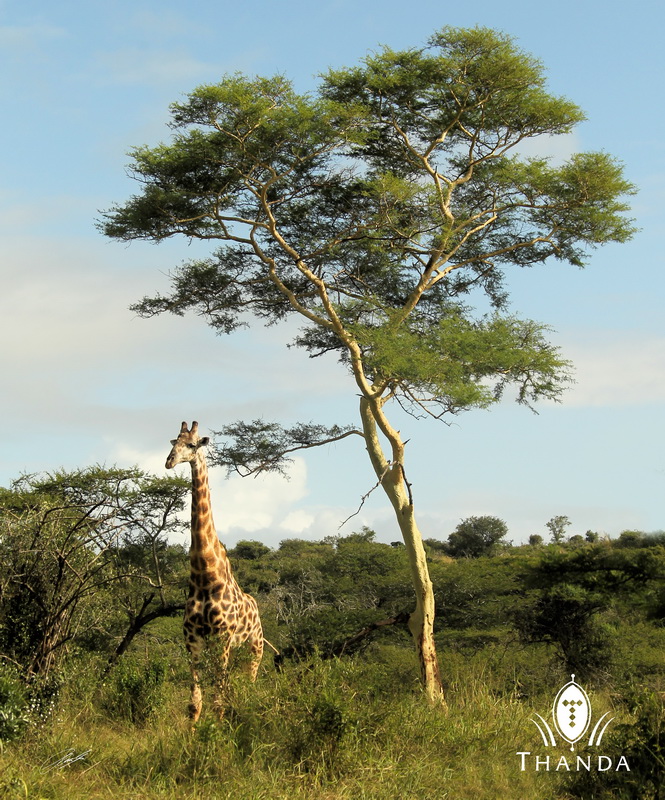 20130331 - CS2_8341 - E - SIG