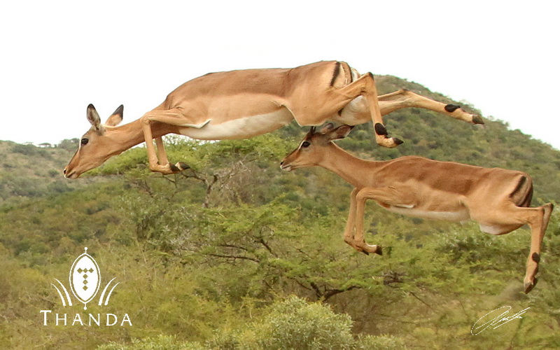 20130411 - CS2_9604 - E -SIG