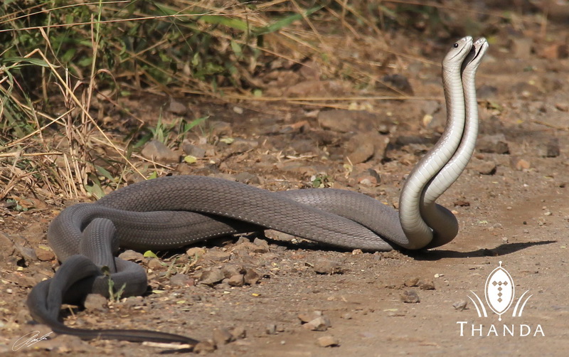 20130421 - CS2_1772 - E - SIG