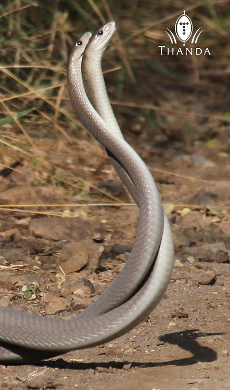 20130421 - CS2_1774 - E - SIG