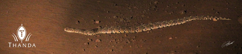 20130428- CS2_3711 - E - SIG