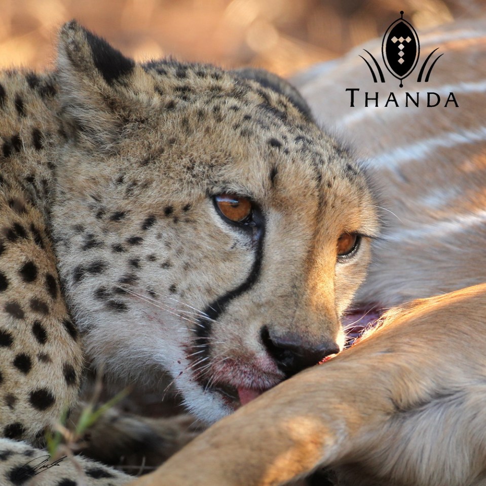 20130806 - CS2_0306 - E - SIG