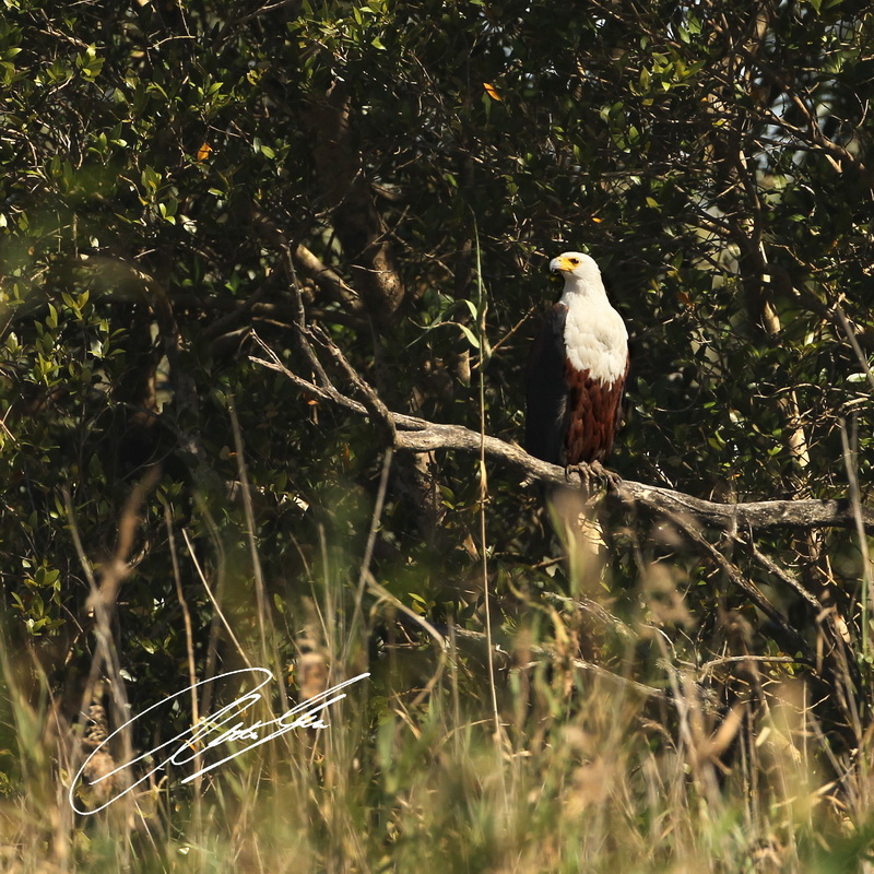 20130812 - CS2_0404 - E - SIG