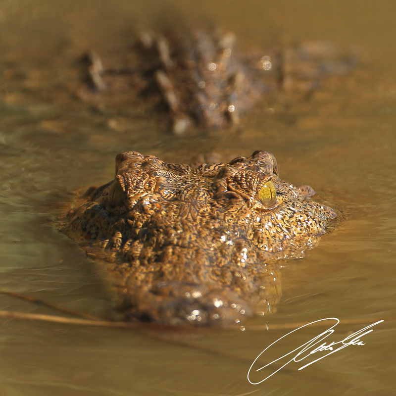 20130812 - CS2_0416 - E - SIG