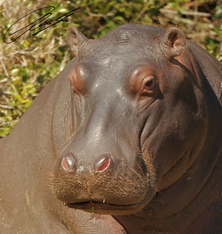 20130812 - CS2_0524 - E - SIG