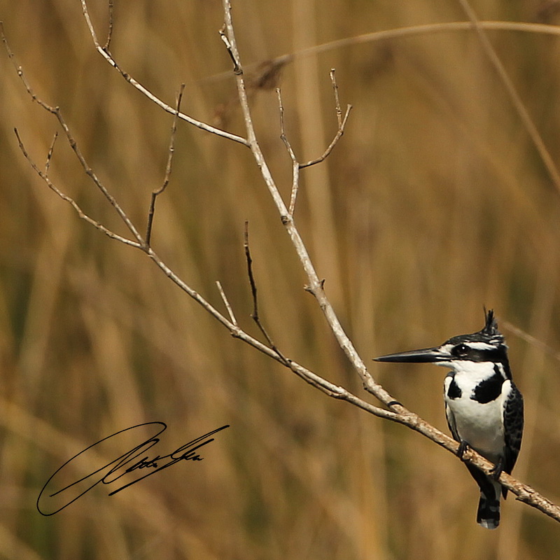 20130812 - CS2_0593 - E - SIG