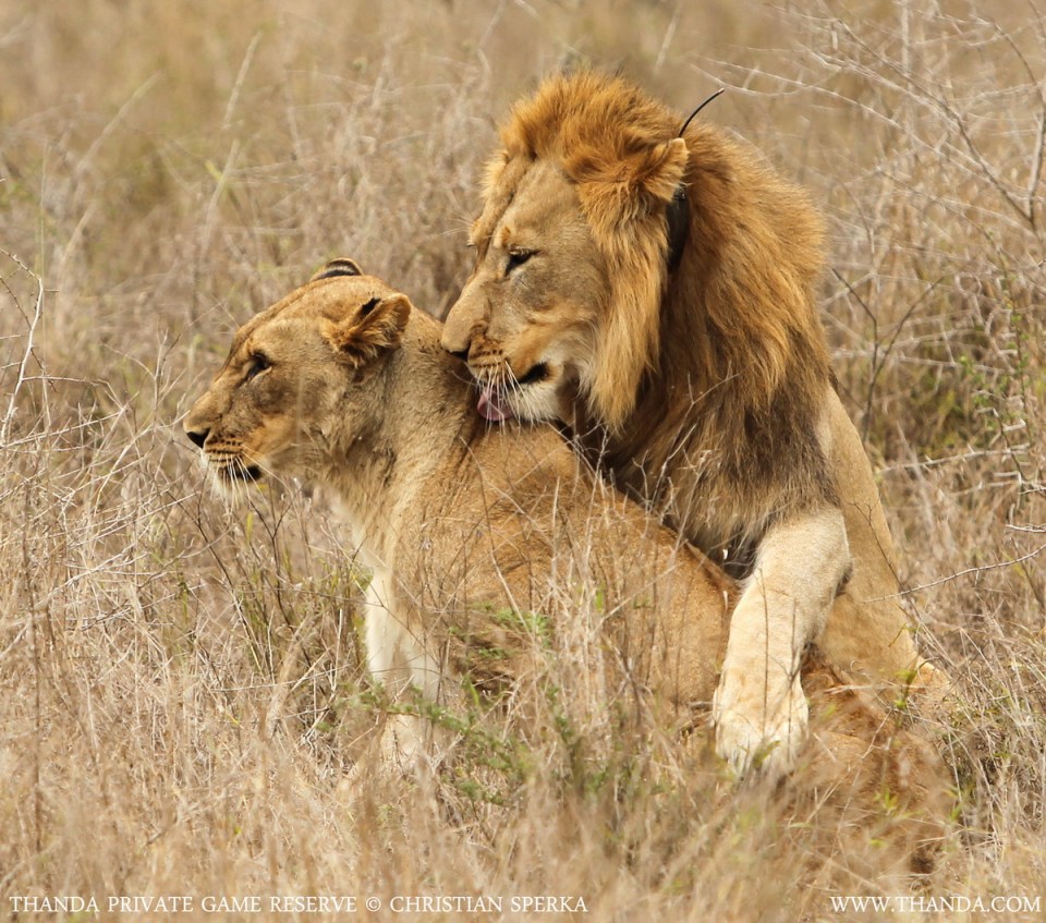 20131023 - CS1_1859 - E - THANDA