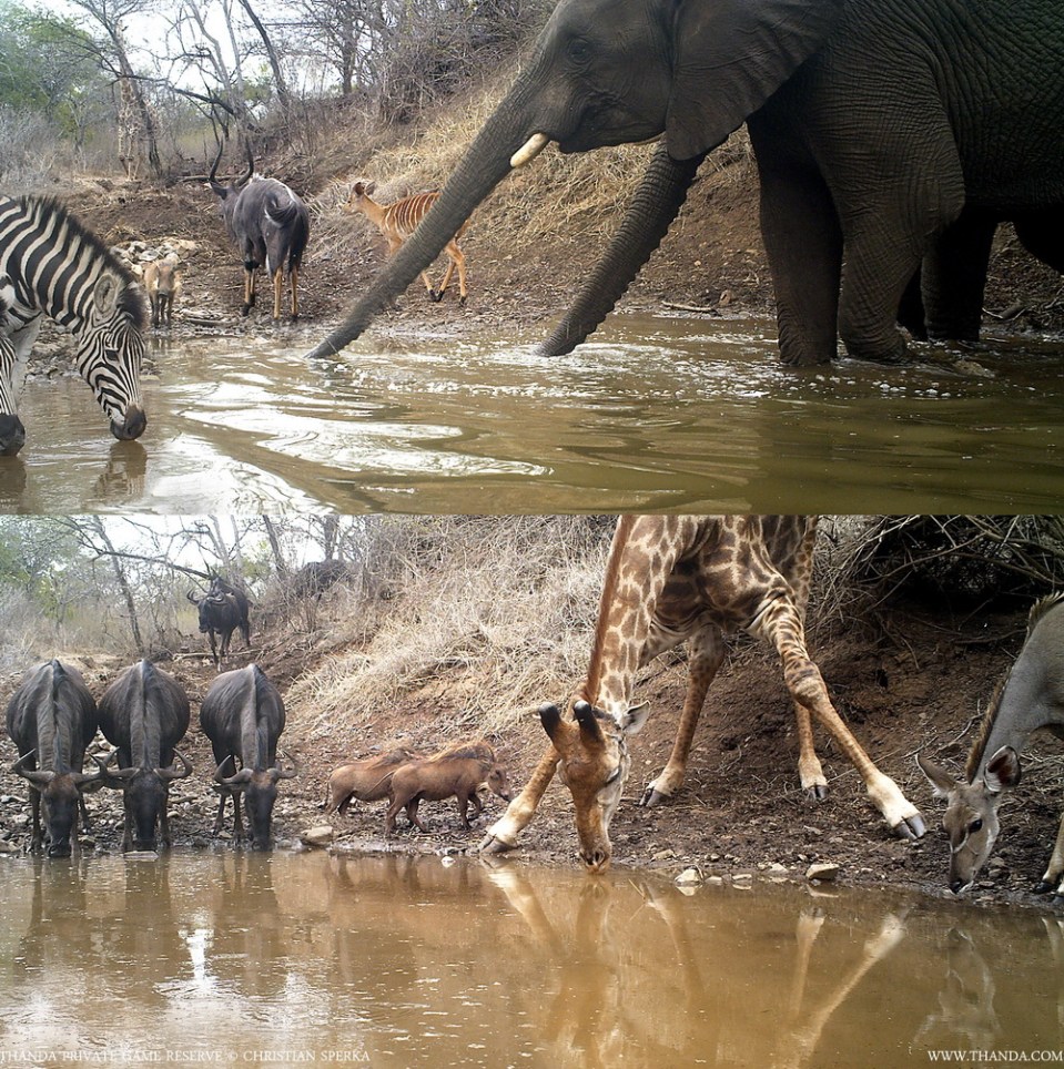 20131025 - Collage D - THANDA