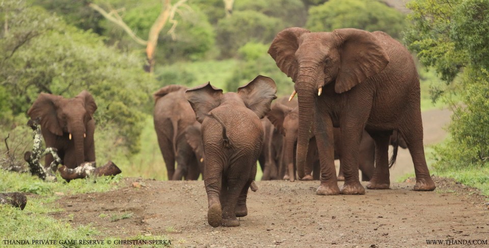 20131111 - CS1_0525 - E - THANDA