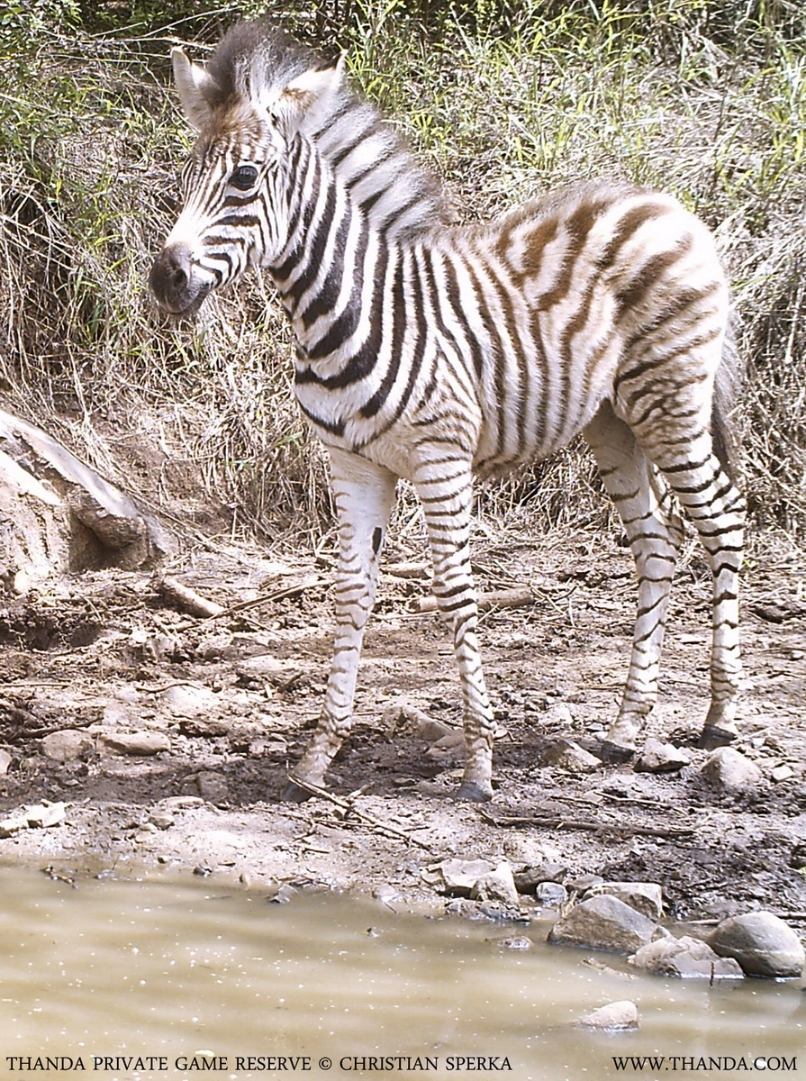 20131119 - EK001004 - E - THANDA