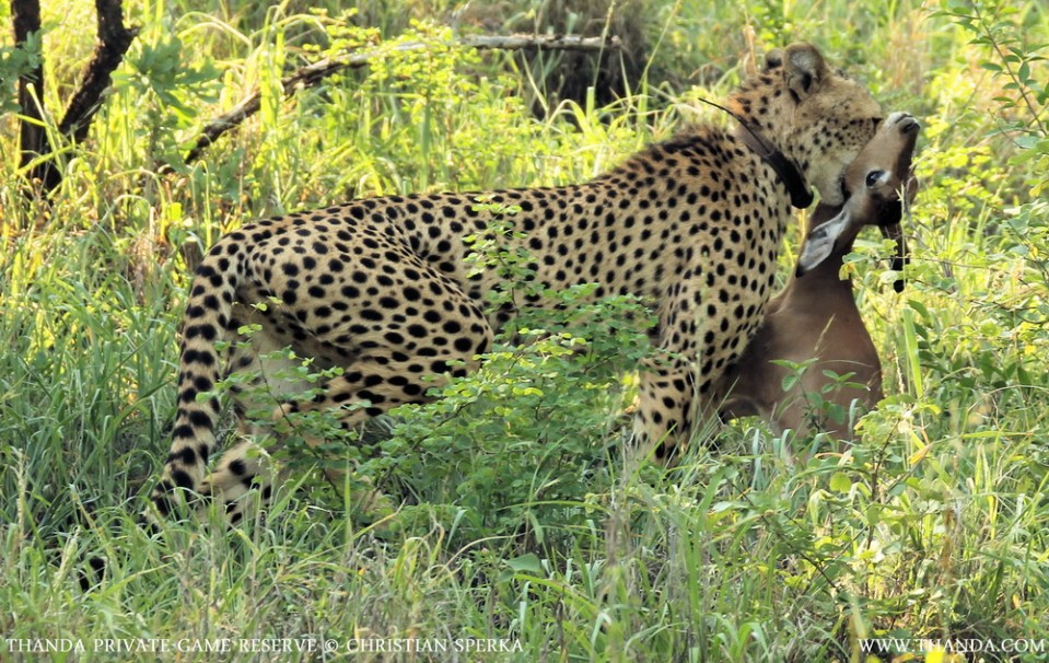 20131126 - CS1_5463 - E - SIG