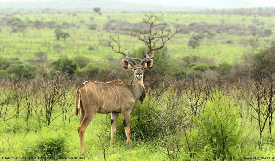 20131226 - CS3_4069 - E - THANDA