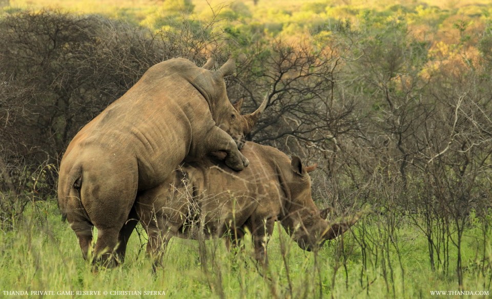 20131230 - CS1_6150 - E - SIG