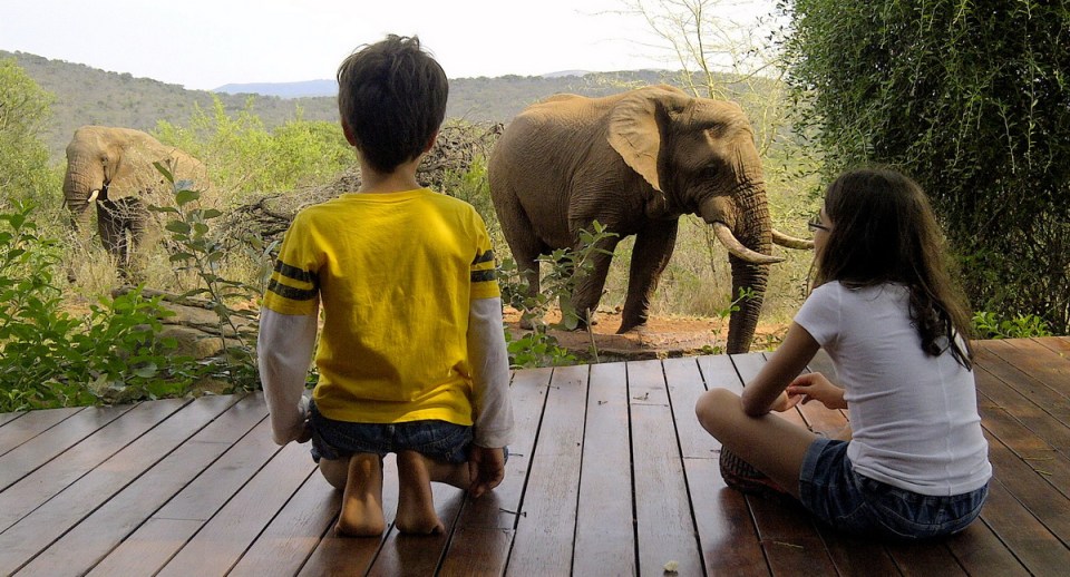 Elephants at the Lodge