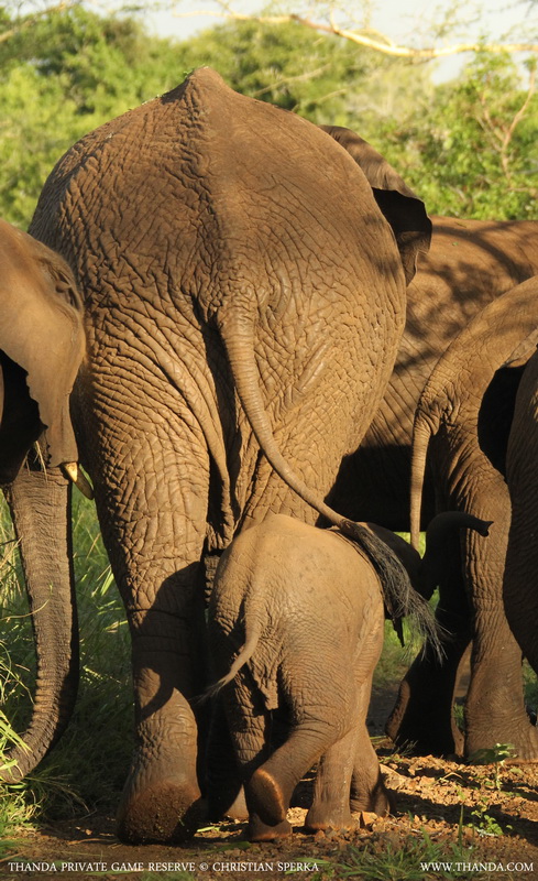 20140128 - CS1_9874 - E - THANDA