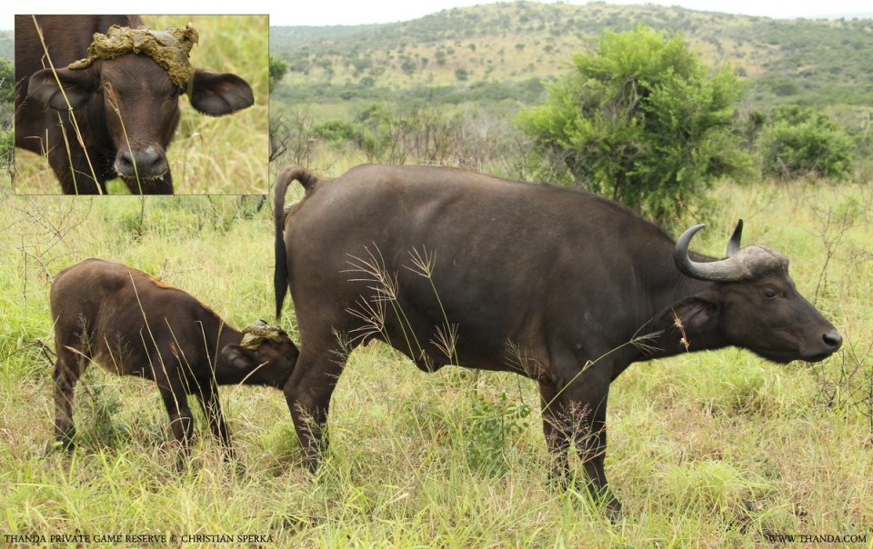 20140126 - CS1_9355 - Collage 1135 - E - THANDA