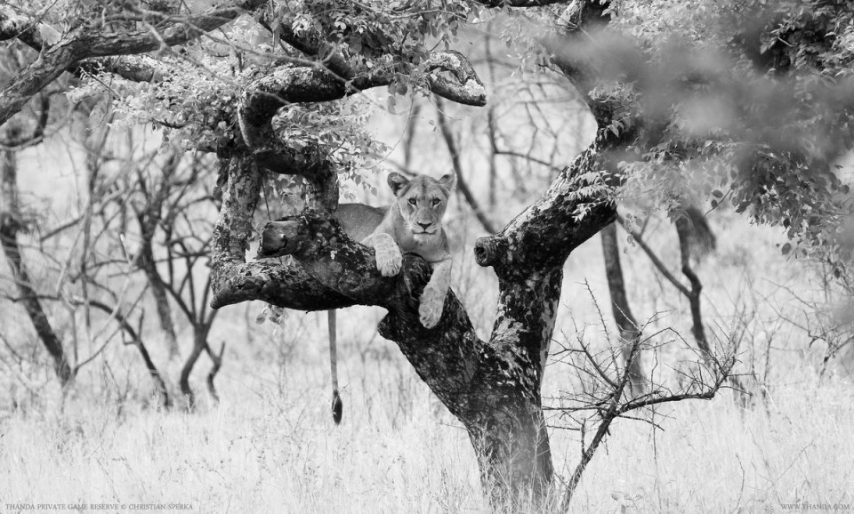 20140201 - CS1_9604 - E - BW - THANDA