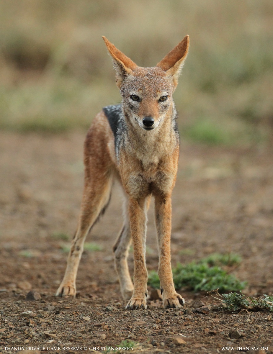 20140201 - CS2_7851 - E - THANDA