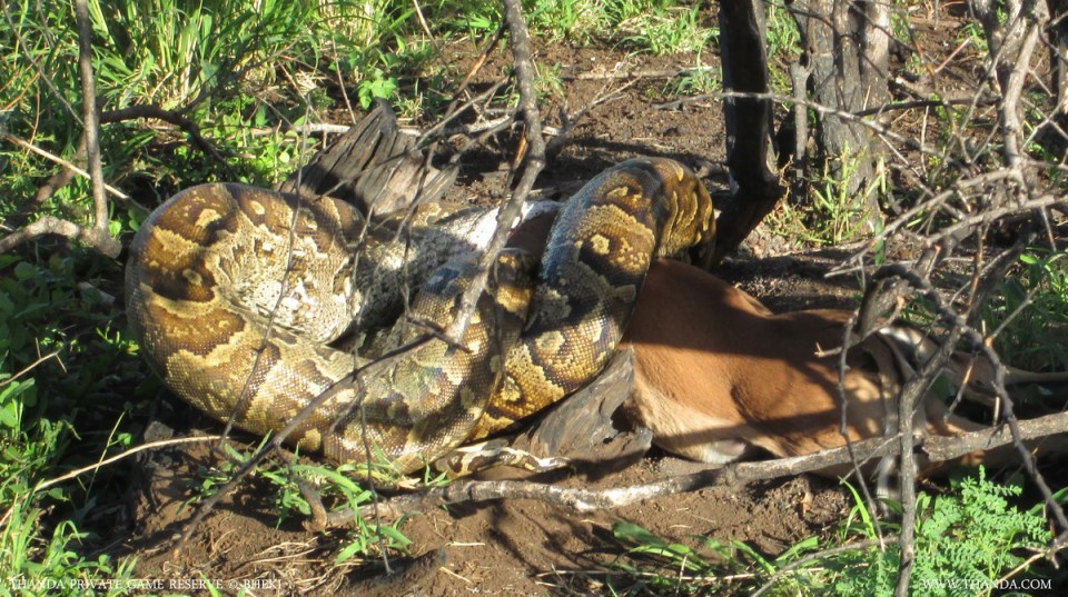 20140215 - IMG_0233 - E - THANDA