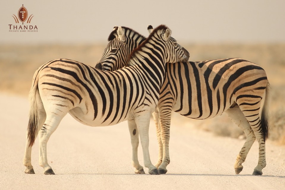 Thanda Romance - Zebra - LOGO - 20110723-CS1_6847