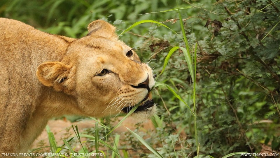 20140126 - CS2_7165 - E