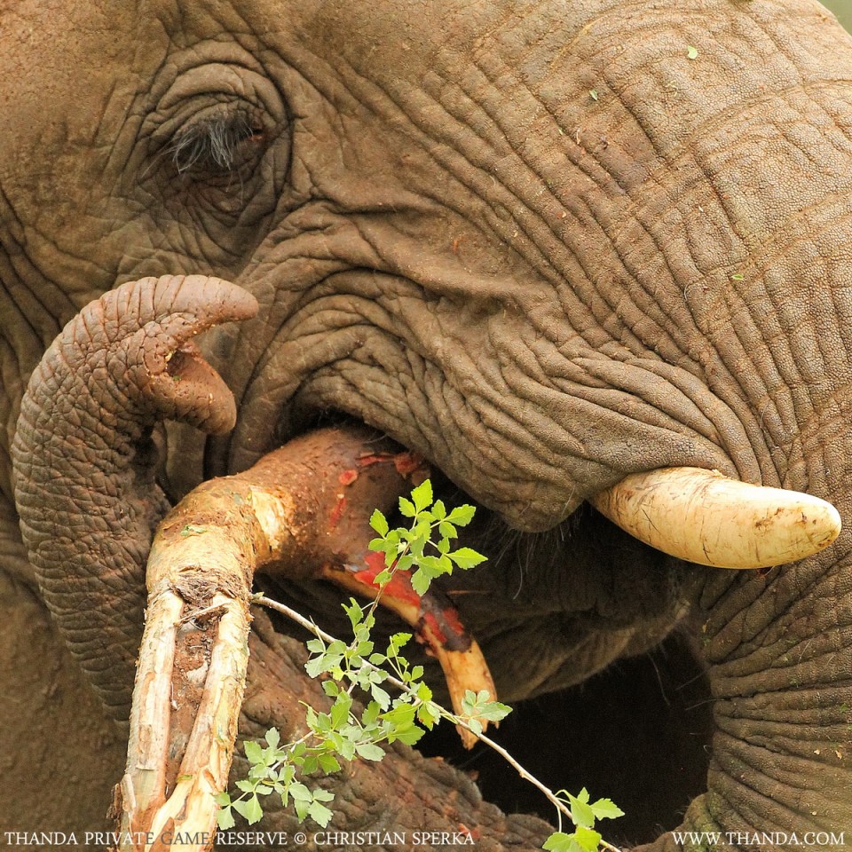 20140126 - CS2_7205 - E - THANDA