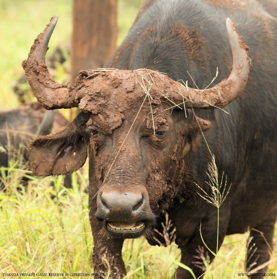 20140305 - CS1_2344 - E - THANDA