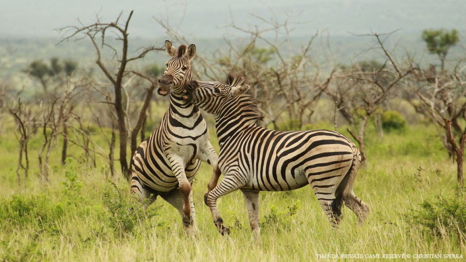 Plains Zebra - Copyright - Christian Sperka - 20130121 - CS2_8510