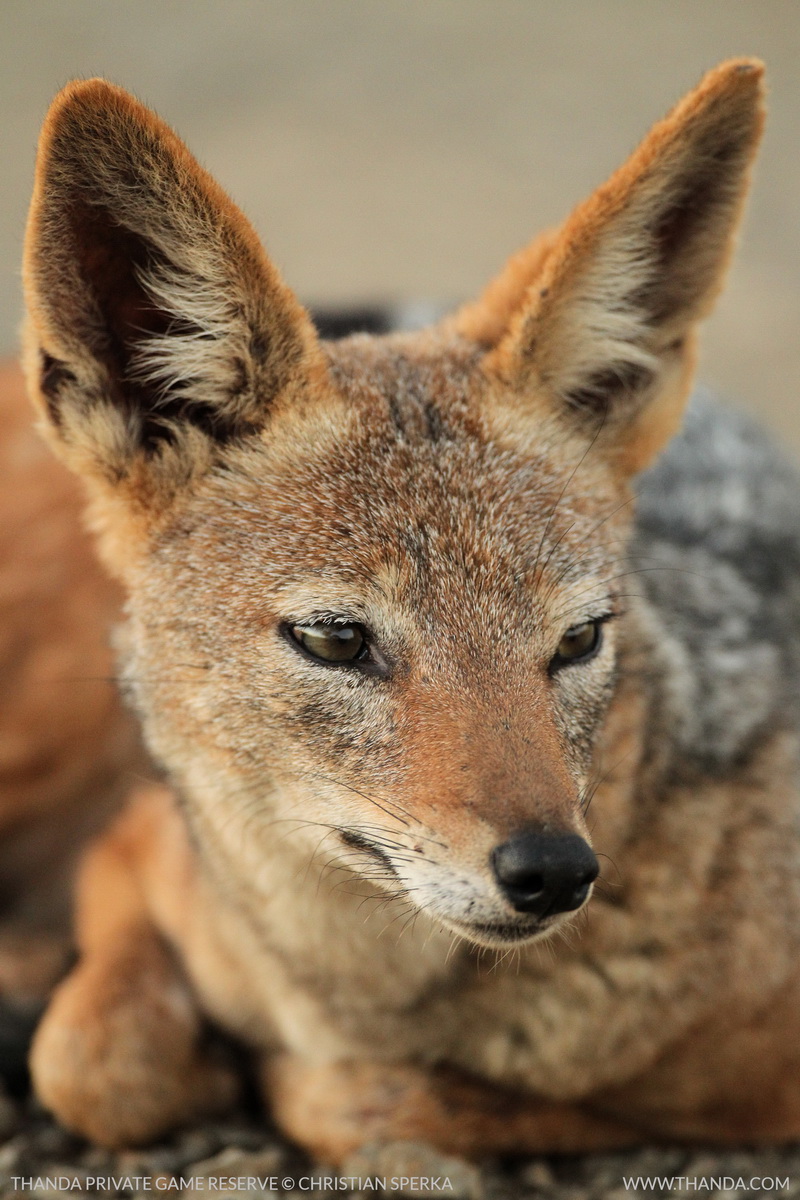 20140427 - CS1_7444 - E