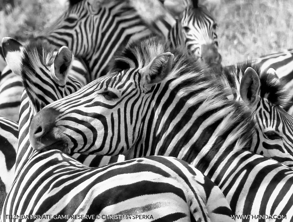 20140430 - CS2_7464 - E