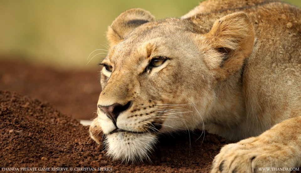 20140125 - CS2_6906 - E