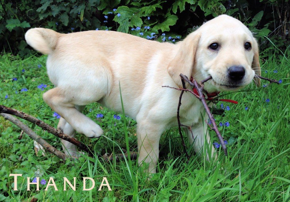 Puppy Thanda