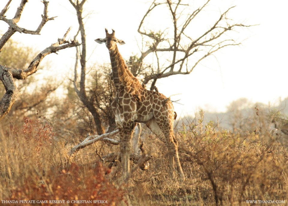 20140408 - CS1_5457 - E