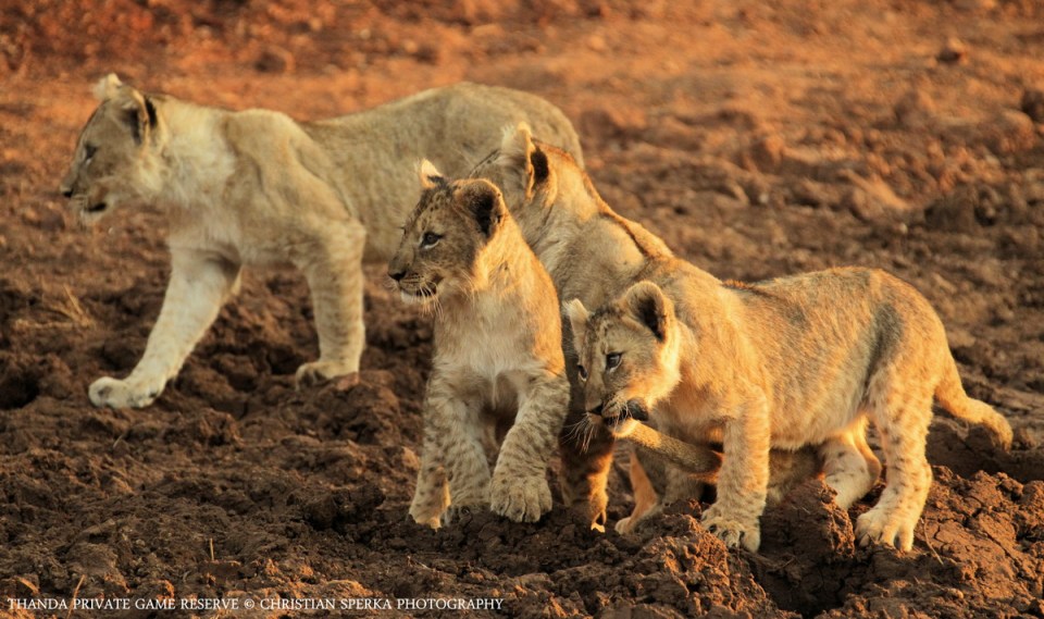 20140731 - CS1_4919 - E