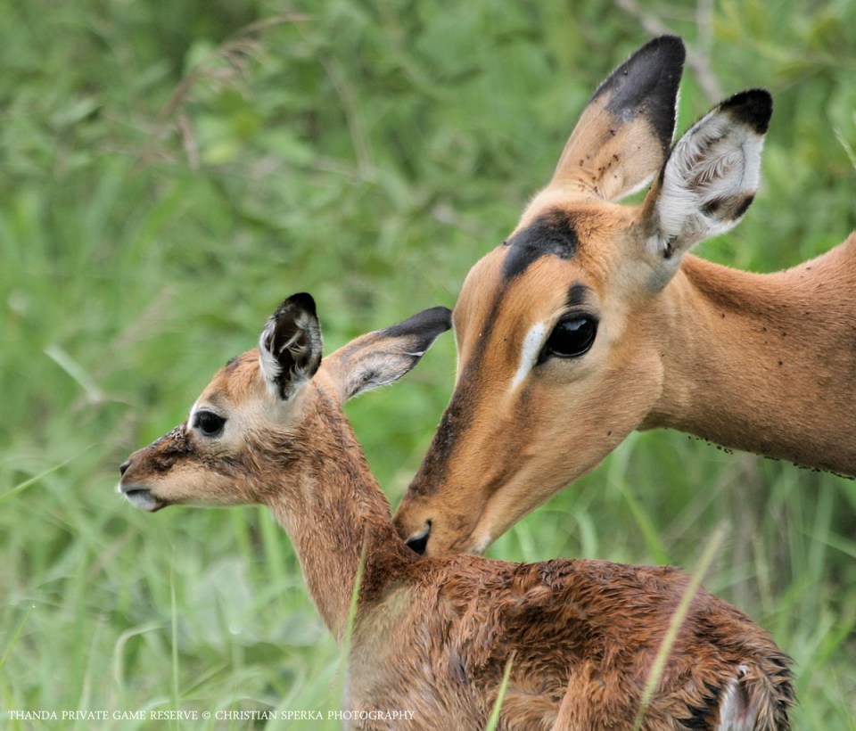 02155 - 20041231 - E