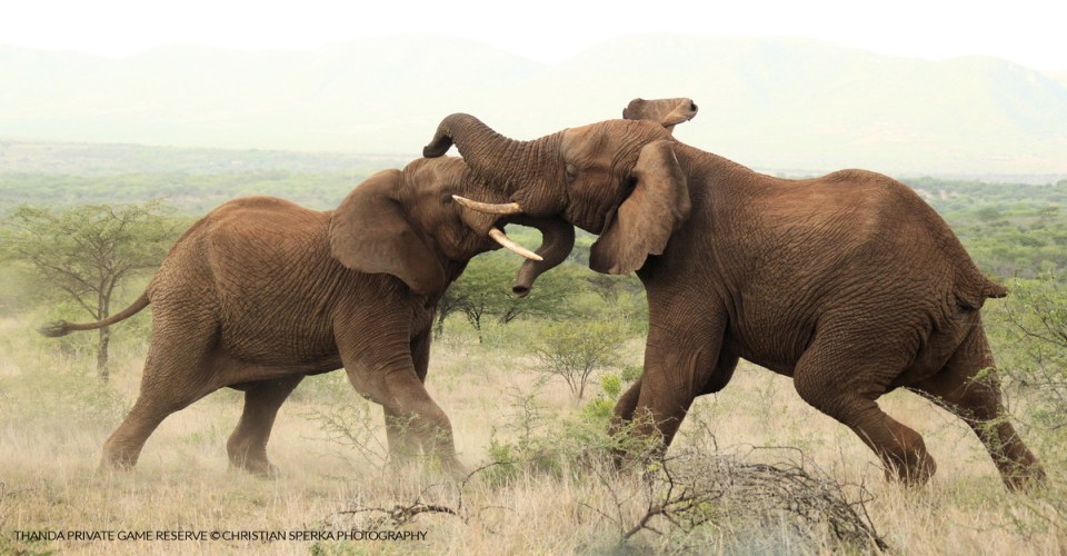 20140121 - CS2_0773 - T